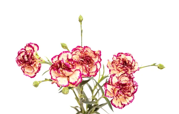 Beautiful Unusual Cream Dark Red Carnation Flowers Isolated Plain Background — Stock Photo, Image
