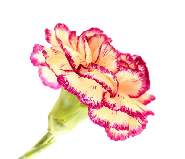 Bonito Creme Incomum Vermelho Escuro Cravo Flores Isoladas Fundo Liso — Fotografia de Stock