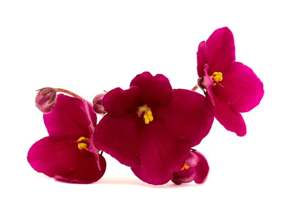 Dark Red Saintpaulia African Violet Isolated White Background — 图库照片