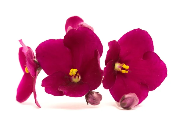 Dark Red Saintpaulia African Violet Isolated White Background — Stock Photo, Image