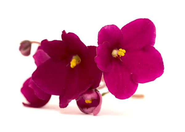 Mörkröd Saintpaulia Eller Afrikansk Violett Isolerad Vit Bakgrund — Stockfoto