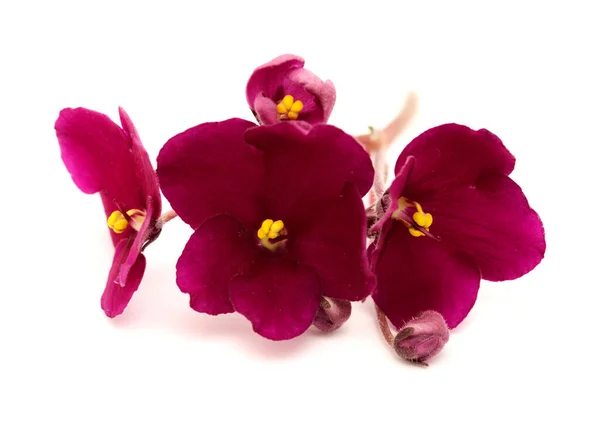 Mörkröd Saintpaulia Eller Afrikansk Violett Isolerad Vit Bakgrund — Stockfoto
