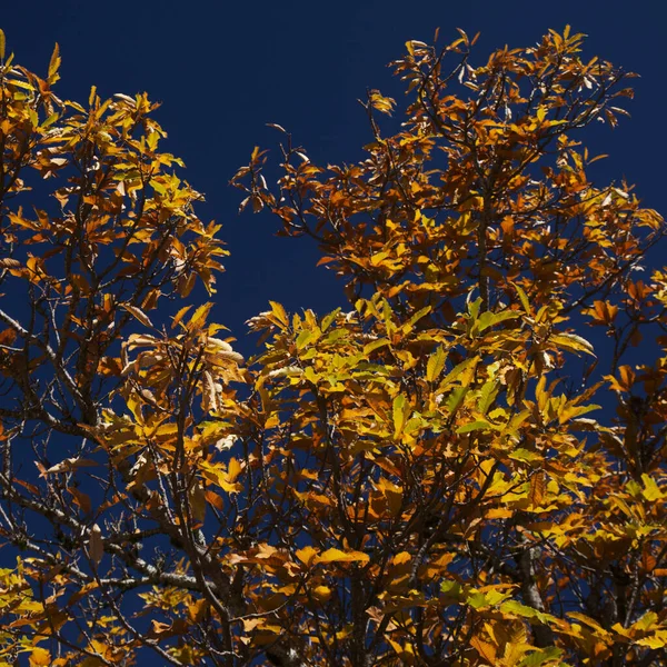 Flore Gran Canaria Castanea Sativa Châtaignier Doux Espèces Introduites Feuilles — Photo