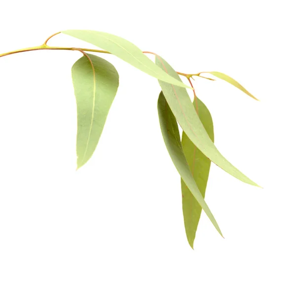 Флора Гран Канария Eucalyptus Camaldulensis Интродуцированные Виды Изолированные Белом Фоне — стоковое фото