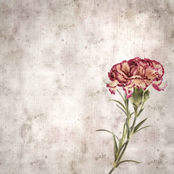 クリームと濃い赤のカーネーションの花と正方形のスタイリッシュな古い質感の紙の背景 — ストック写真