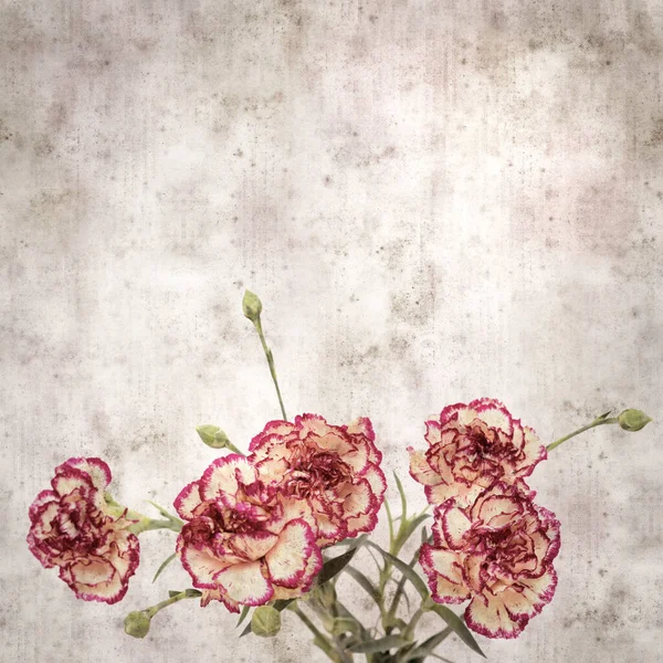Kwadrat Stylowe Stare Teksturowane Tło Papieru Kremem Ciemnoczerwonym Goździkiem Kwiat — Zdjęcie stockowe