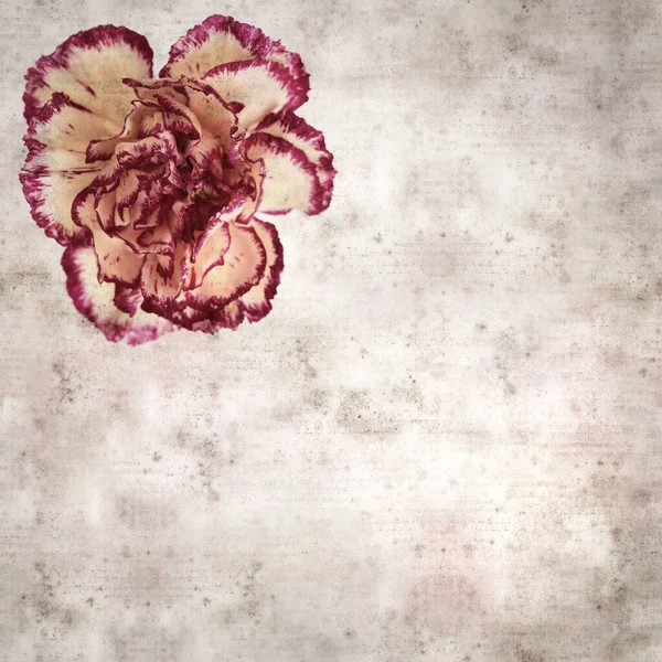 方方正正的老式纹理纸背景 有奶油和深红色康乃馨花 — 图库照片