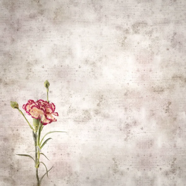 Square Stylish Old Textured Paper Background Cream Dark Red Carnation — Stock Photo, Image
