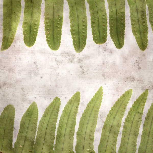 スタイリッシュな質感の古い紙の正方形の背景とシダの葉が近い — ストック写真
