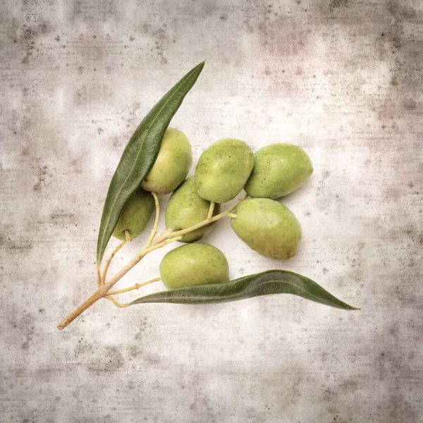 Stylové Texturované Staré Papírové Pozadí Malou Větev Olivovníku Ovocem — Stock fotografie