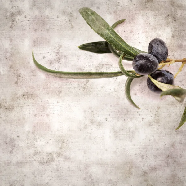 Stylish Textured Old Paper Background Small Branch Olive Tree Fruit — Stockfoto