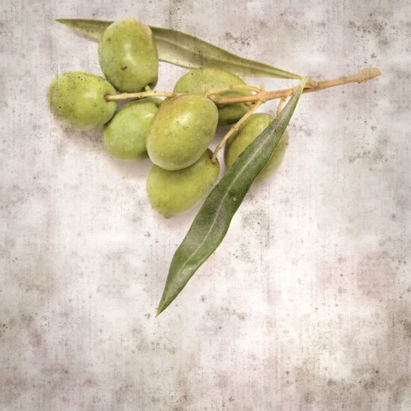 Stylish Textured Old Paper Background Small Branch Olive Tree Fruit — Stock Photo, Image