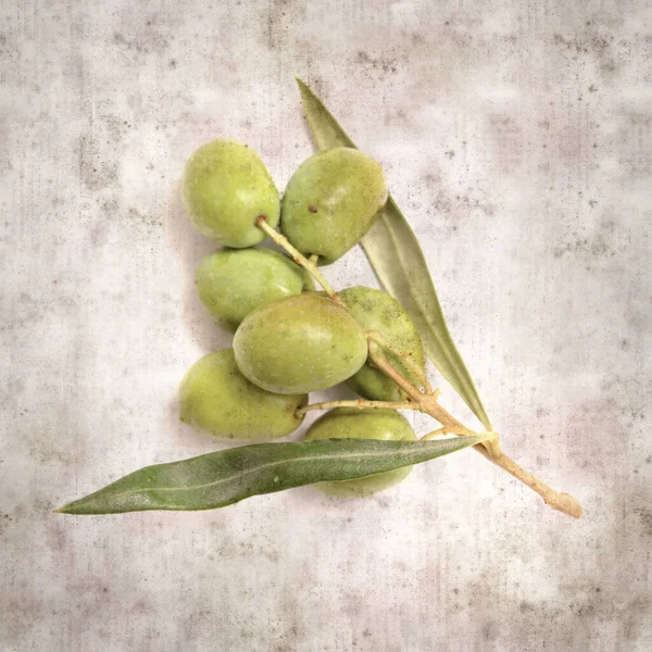 Stylish Textured Old Paper Background Small Branch Olive Tree Fruit — Stock Photo, Image