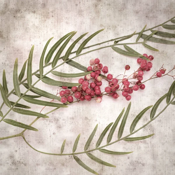 Stylish Textured Old Paper Background Small Branch Pink Pepper Tree — Stock Photo, Image