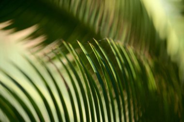 Dioon edule yaprakları, kestane dioon, doğal makro çiçekli arka plan