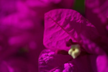 Gran Canaria 'dan Flora - Bougainvillea glabra, süs bitkisi, doğal makro çiçekli arka plan