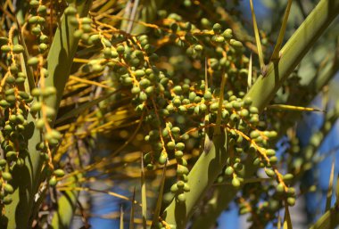 Gran Canaria 'dan Flora - Phoenix kanaryasının meyvesi, Kanarya Adası palmiye ağacı doğal makro çiçek arkaplanı