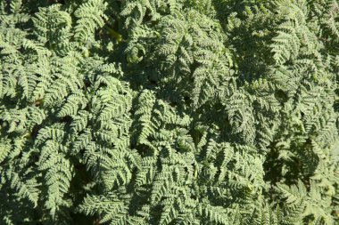 Gran Canaria 'dan Flora - Todaroa Montana, Kanarya Adalarına özgü bitki, doğal makro çiçekli arka plan