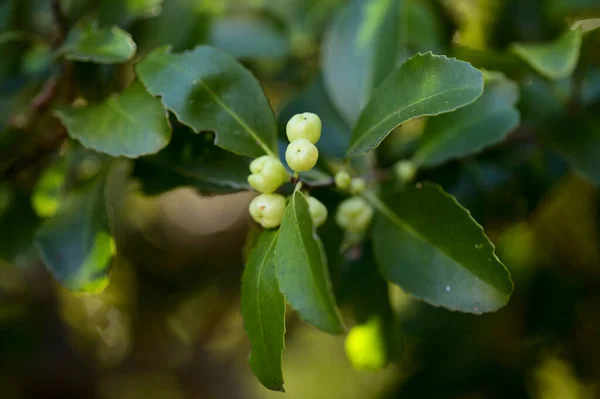 大加那利植物 Flora Gran Canaria Maytenus Canariensis 形成果实 大型植物背景 — 图库照片