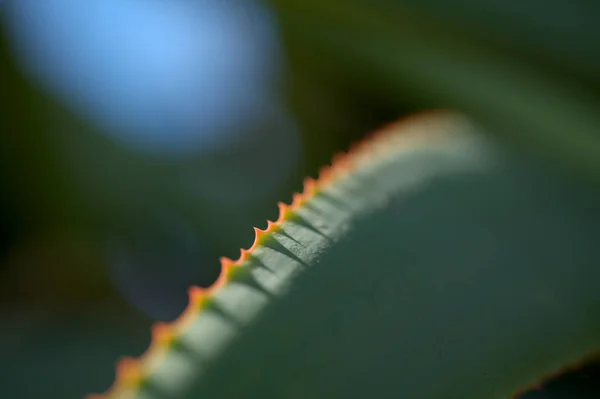 Aloë Speciosa Aka Kantelbare Aloë Sappige Bladeren Met Rode Randen — Stockfoto