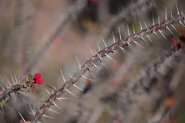 Euphorbia Milii Töviskorona Tüskés Szárak Természetes Makrovirágos Háttér — Stock Fotó