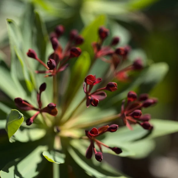 テネリフェ島の植物相 スペイン産ユーフォルビア アトロピュレア テネリフェ島に固有の 自然なマクロの花の背景 — ストック写真