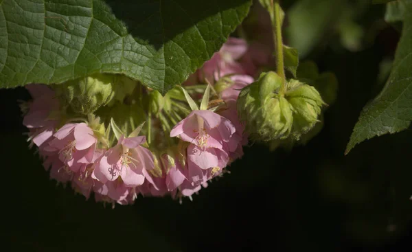 Kvetoucí Dombeya Wallichii Růžová Koule Strom Přírodní Makro Květinové Pozadí — Stock fotografie