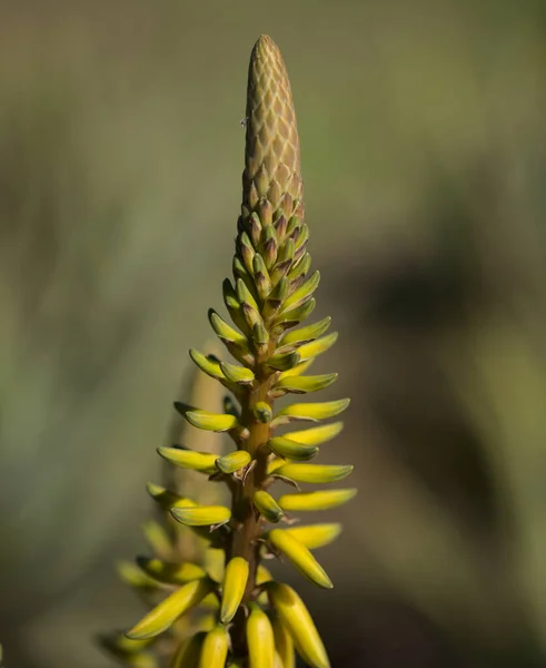 Virágzó Aloe Vera Igazi Aloe Kereskedelmileg Jelentős Növény Kanári Szigeteken — Stock Fotó