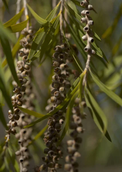 Woody Cup Shaped Capsules Melaleuca Citrina Common Red Bottlebrush Natural — Stock Photo, Image