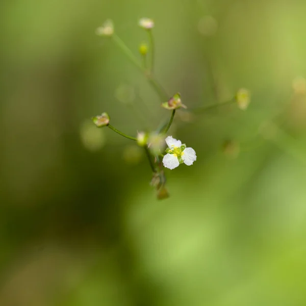 Fiore Bianco Alisma Plantago Aquatica Piantaggine Acqua Europea Sfondo Macro — Foto Stock