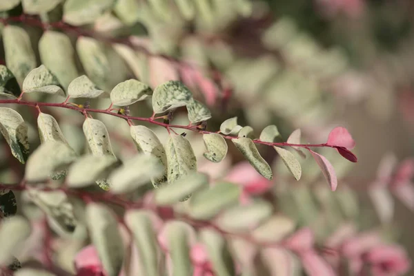 Breynia Disticha Okrasný Keř Růžové Pestré Listoví Přírodní Květinové Makro — Stock fotografie