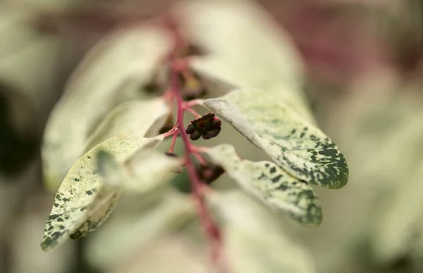 Breynia Disticha観賞用ブッシュピンク斑入りの葉自然花のマクロの背景 — ストック写真