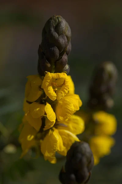 Fleurs Jaunes Senna Didymobotrya Aka Popcorn Cassia Fond Macro Floral — Photo