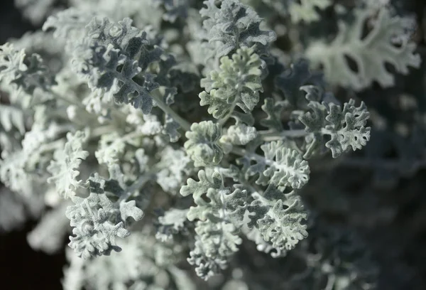 Jakobaea Maritima Powszechnie Znany Jako Srebro Ragwort Naturalne Tło Makrokwiatowe — Zdjęcie stockowe