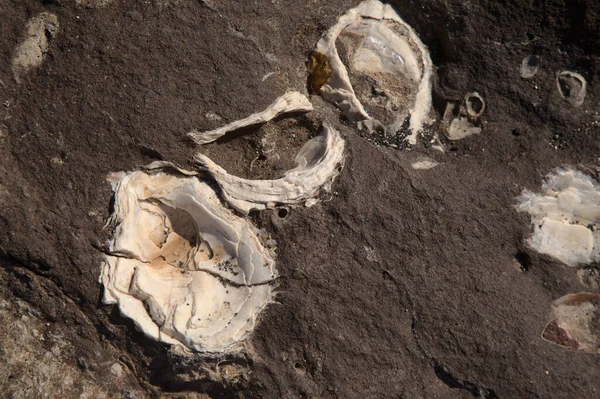 Versteinerte Überreste Großer Muscheln Aus Miozäner Geologischer Epoche Die Strand — Stockfoto