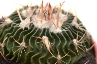 Stenocactus multicostatus, beyin kaktüsü, olağandışı dalgalı kaburgalı küçük kaktüs doğal makro çiçek arkaplanı.