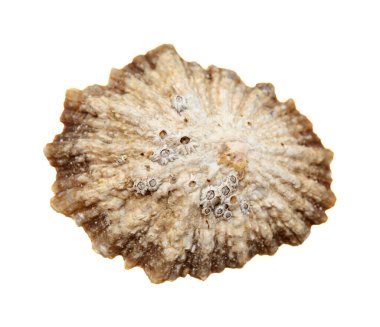Limpet shells found on beaches of Gran Canaria, isolated on white background clipart
