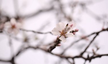 Gran Canaria 'nın Bahçeciliği - Tejeda' da Ocak ayında açan badem ağaçları, makro çiçekli arka plan