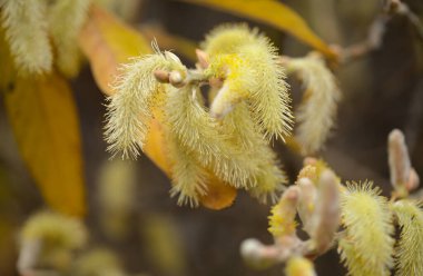 Gran Canaria 'dan Flora - Salix kanariensis, Kanarya Adaları söğüdü, kışın açan hafif sarı catkins