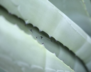 Gran Canaria 'dan Flora - Agave americana, nöbetçi bitkisi, doğal bitki örtüsü ve istilacı türler