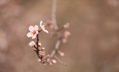 Gran Canaria 'nın Bahçeciliği - Tejeda' da Ocak ayında açan badem ağaçları, makro çiçekli arka plan