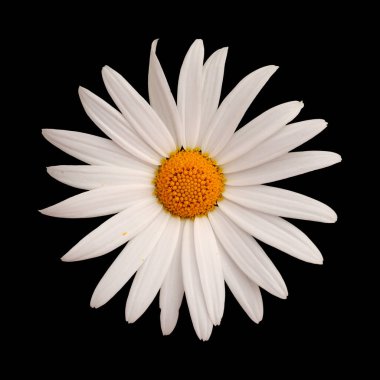 Gran Canaria 'dan Flora - Argyranthemum, Marguerite papatya Kanarya Adalarına endemik