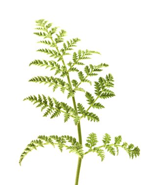 Gran Canaria 'dan Flora - Todaroa Montana, Kanarya Adalarına özgü bitki, beyaz yapraklı dantelli yaprak 