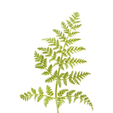 Gran Canaria 'dan Flora - Todaroa Montana, Kanarya Adalarına özgü bitki, beyaz yapraklı dantelli yaprak 