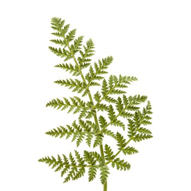 Gran Canaria 'dan Flora - Todaroa Montana, Kanarya Adalarına özgü bitki, beyaz yapraklı dantelli yaprak 