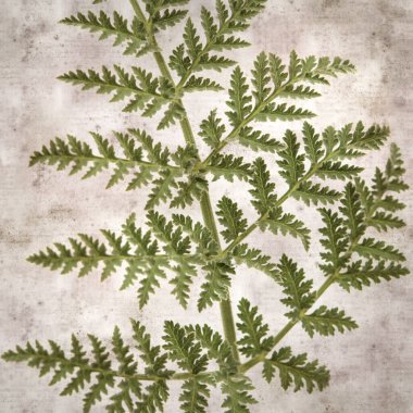 Gran Canaria 'dan badem çiçekleri eşliğinde kare biçiminde eski dokulu kağıt arkaplan