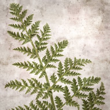 Todaroa Montana 'nın dantelli yapraklı arkaplanı, Kanarya Adaları' na özgü bitki.