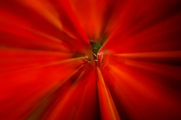 Абстрактний Візерунок Сформований Квітковими Елементами Центрі — стокове фото