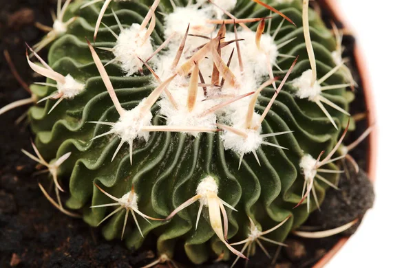 Stenocactus Multicostatus Kaktus Otak Kaktus Kecil Dengan Tulang Rusuk Yang — Stok Foto