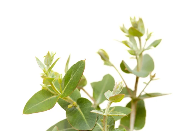 Flora Gran Canaria Eucalyptus Camaldulensis Introducerade Arter Frodiga Unga Skott — Stockfoto